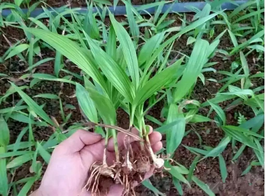 白芨种植技术致富_白芨种植技术及市场前景_白芨种植条件和注意事项