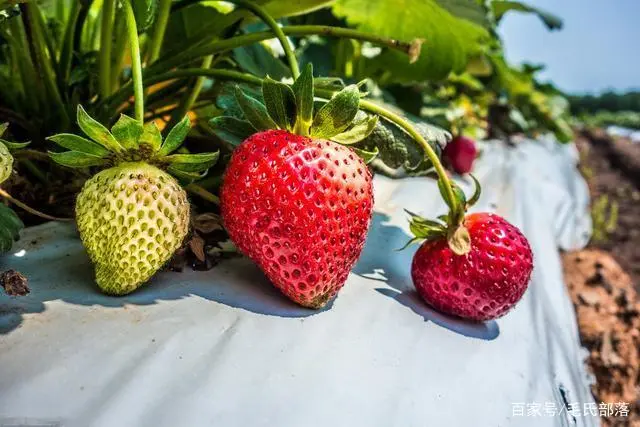 草莓种植技术｜草莓设施栽培设施内光照强弱的5个调控措施