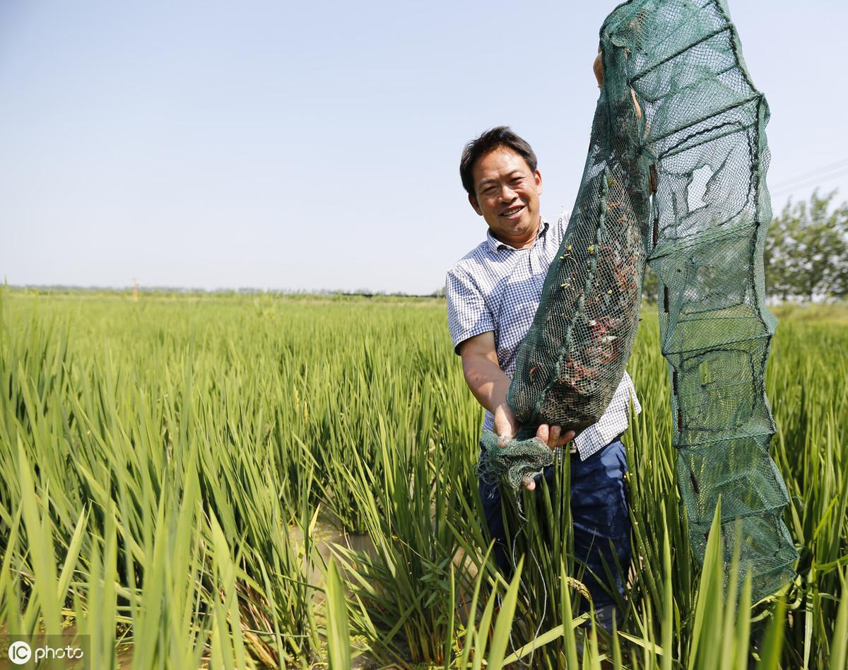 龙虾养殖技术大全视频教程_龙虾池能养甲鱼吗_甲鱼小龙虾养殖技术大全