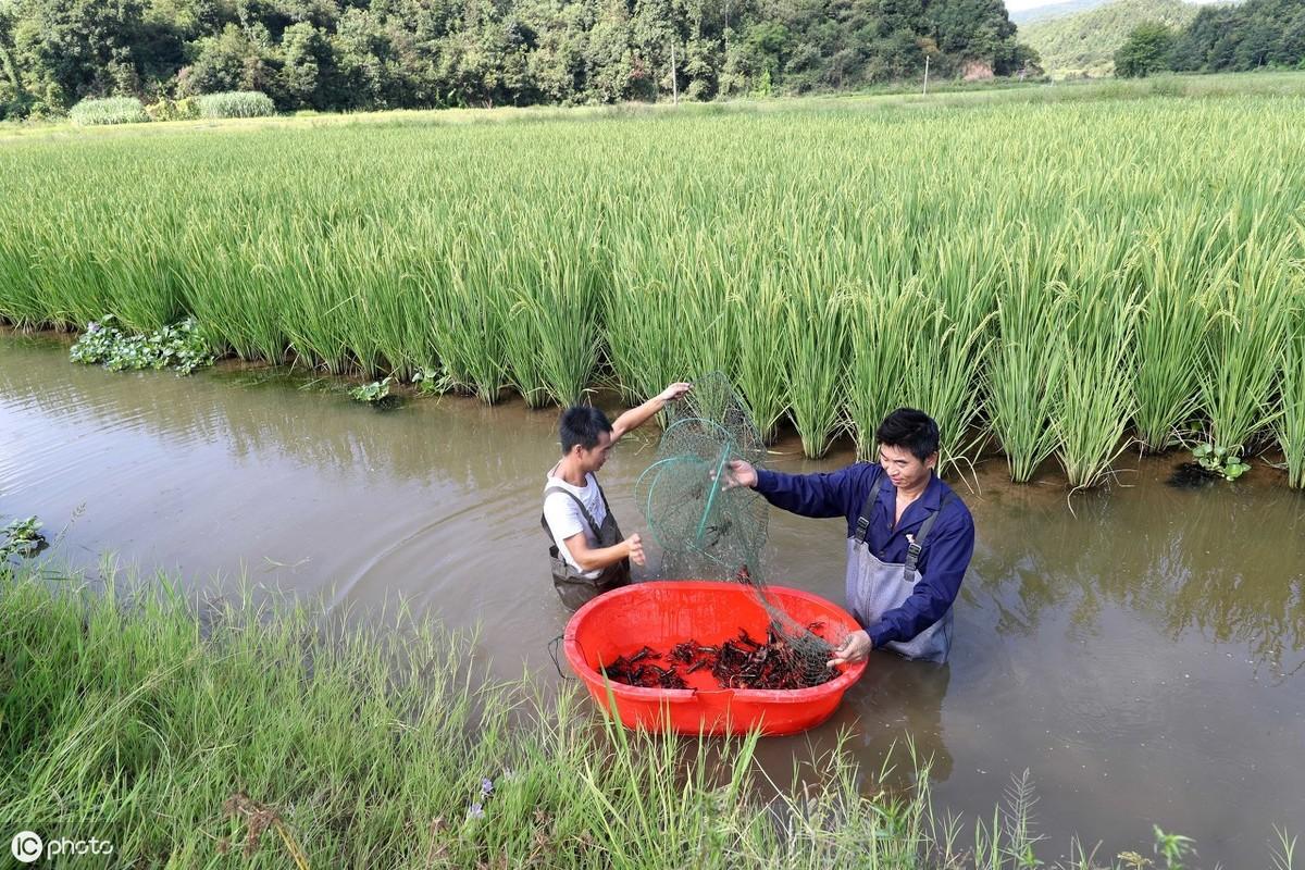 甲鱼小龙虾养殖技术大全_龙虾池能养甲鱼吗_龙虾养殖技术大全视频教程