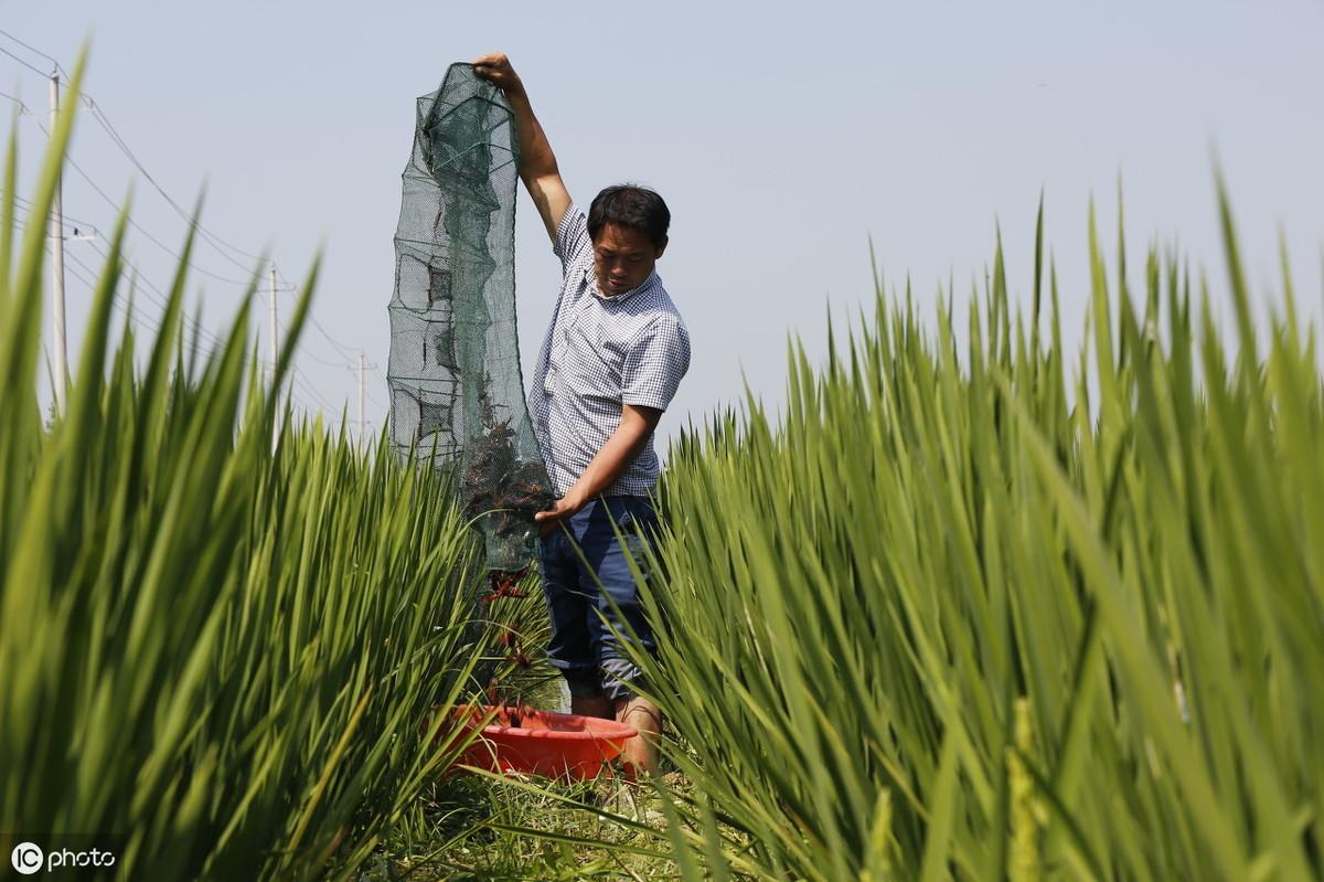 甲鱼小龙虾养殖技术大全_龙虾池能养甲鱼吗_龙虾养殖技术大全视频教程