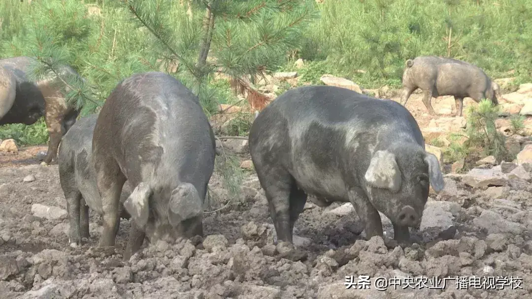 农广天地致富经视平_致富经农广天地_农广致富经