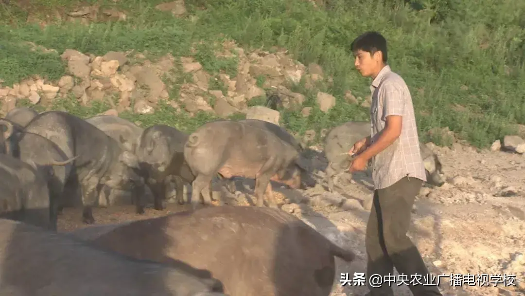 农广致富经_农广天地致富经视平_致富经农广天地