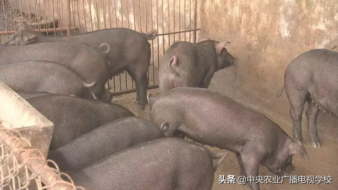 致富经农广天地_农广致富经_农广天地致富经视平