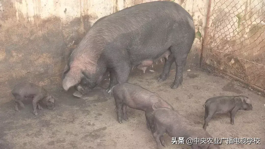 致富经农广天地_农广致富经_农广天地致富经视平