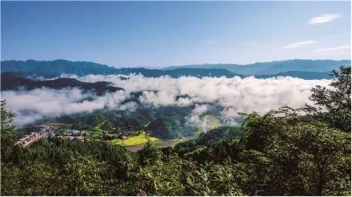 杞不凡说：秋燥盛行，教你挑选好银耳