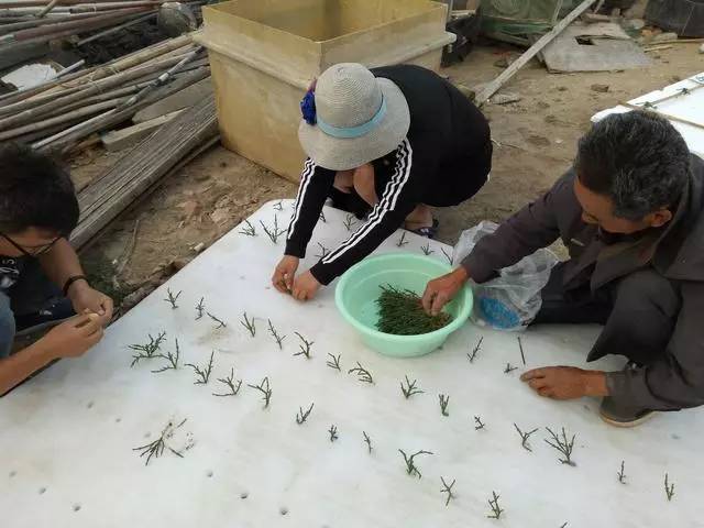 海洋种植技术_海洋种植致富方法_海洋种田