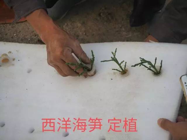 海洋种植技术_海洋种田_海洋种植致富方法