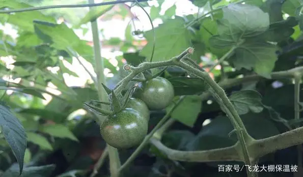 西红柿作物种植技术要求_西红柿菜苗种植_蔬菜西红柿种植技术