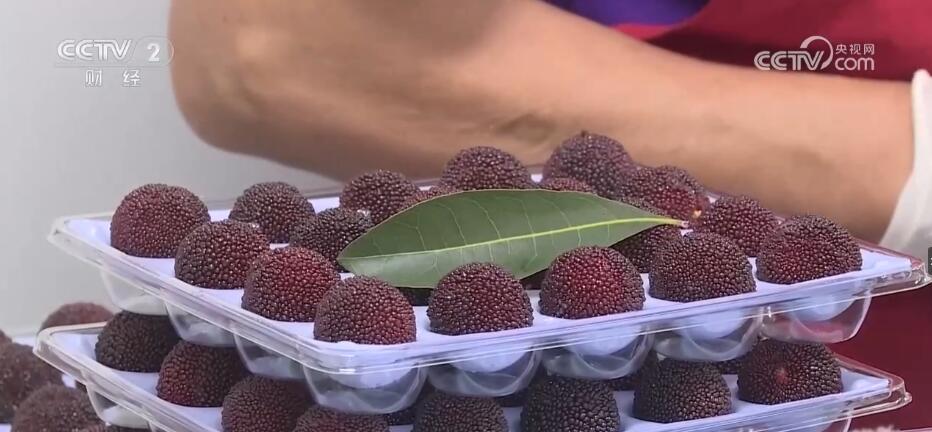 种植大毛桃致富_毛桃种植方法_毛桃种子种植视频