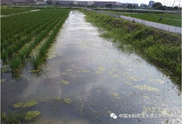 每日农经河蟹养殖技术视频_河蟹海水养殖_淡水河蟹怎么养殖技术