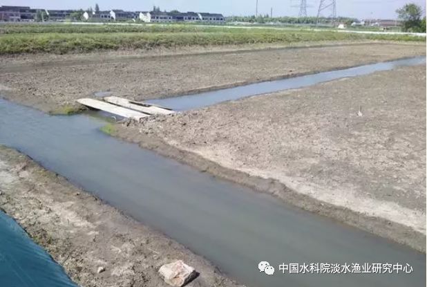 河蟹海水养殖_淡水河蟹怎么养殖技术_每日农经河蟹养殖技术视频