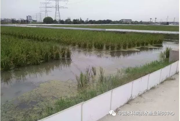 淡水河蟹怎么养殖技术_河蟹海水养殖_每日农经河蟹养殖技术视频