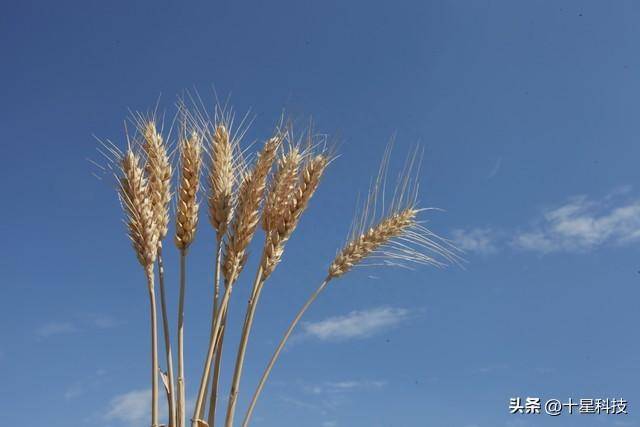 种小麦投资_致富经靠种小麦_小麦种植效益