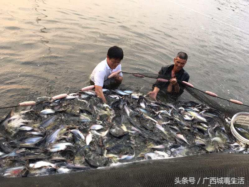 中央致富直播台绞股蓝视频_致富经绞股蓝_中央7台致富经绞股蓝直播