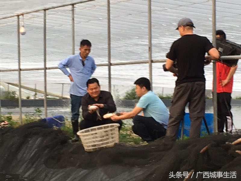 中央致富直播台绞股蓝视频_中央7台致富经绞股蓝直播_致富经绞股蓝