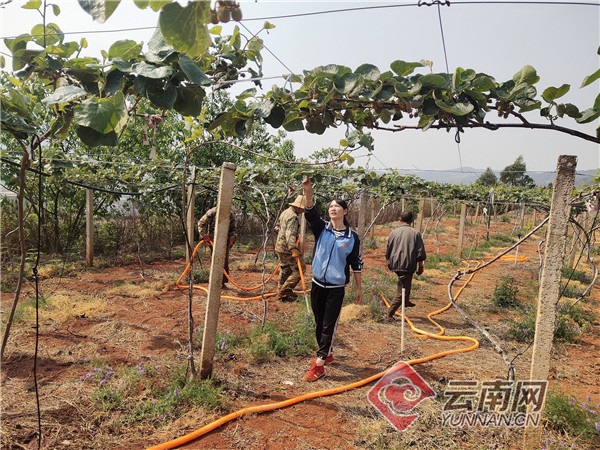 康乃馨种植致富_康乃馨种植视频教程_康乃馨的种植技术