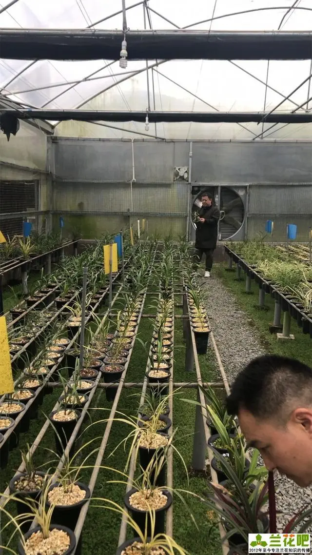 兰花养殖南方技术视频_兰花养殖南方技术有哪些_南方兰花的养殖技术