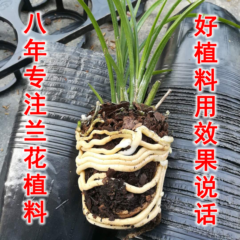 兰花养殖南方技术视频_兰花养殖南方技术有哪些_南方兰花的养殖技术