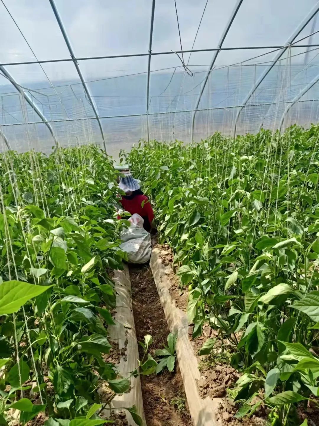 康乃馨种植视频教程_康乃馨种植效益_康乃馨种植致富