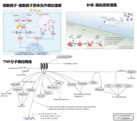 高产量草鱼养殖技术_养殖产量草鱼技术高的原因_养殖产量草鱼技术高吗