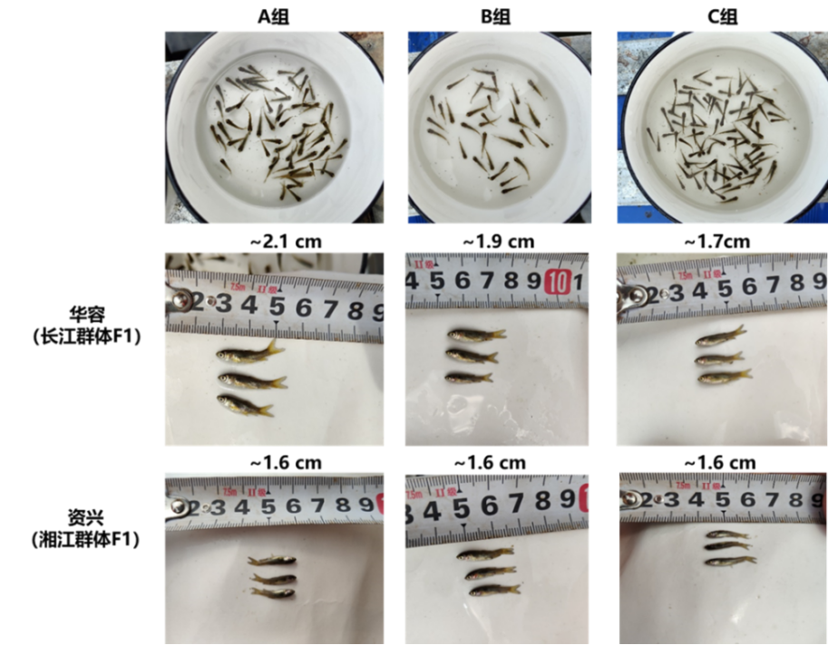 养殖产量草鱼技术高的原因_养殖产量草鱼技术高吗_高产量草鱼养殖技术