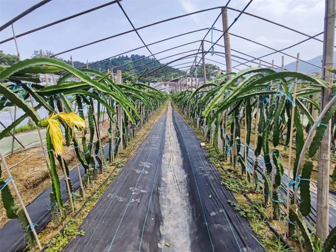 致富庭院种植果树视频_庭院种植水果_致富果庭院种植