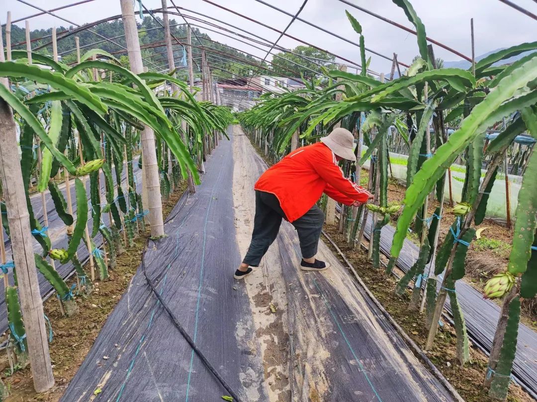 庭院种植水果_致富庭院种植果树视频_致富果庭院种植