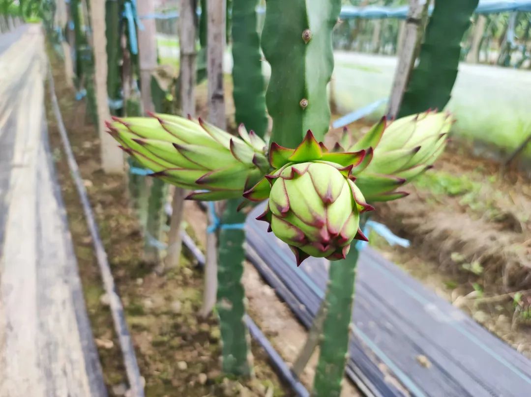 庭院种植水果_致富果庭院种植_致富庭院种植果树视频