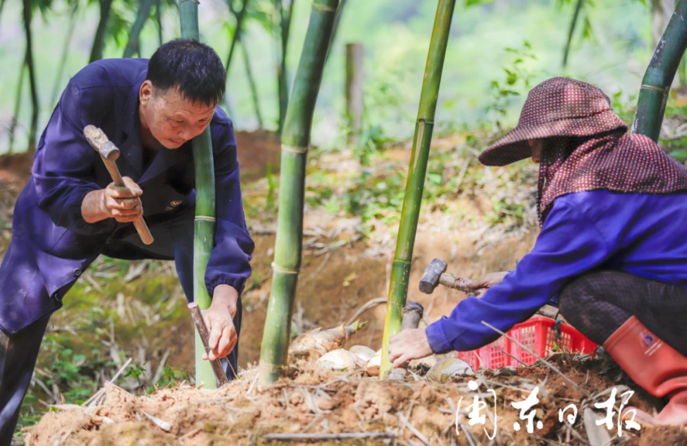 福安溪柄：“科技＋品牌”，小竹笋闯出大产业