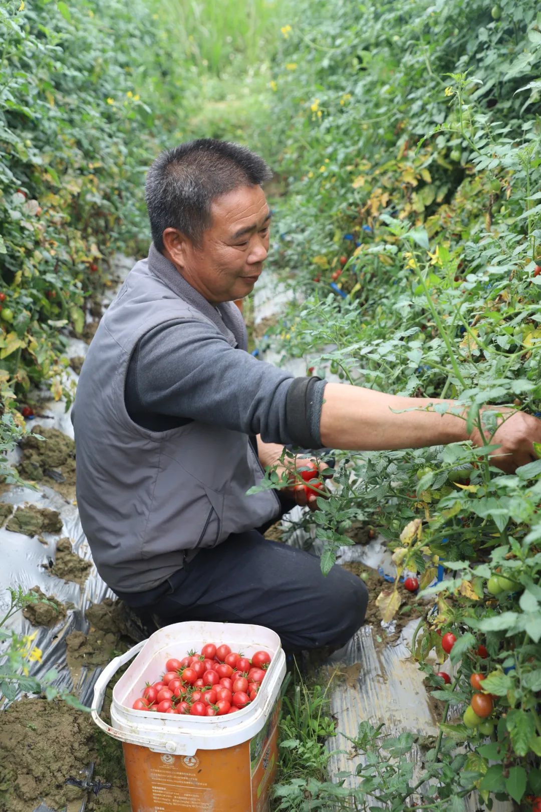 庭院种植致富项目_致富果庭院种植_庭院种植收益