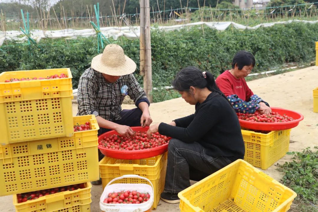 庭院种植致富项目_致富果庭院种植_庭院种植收益