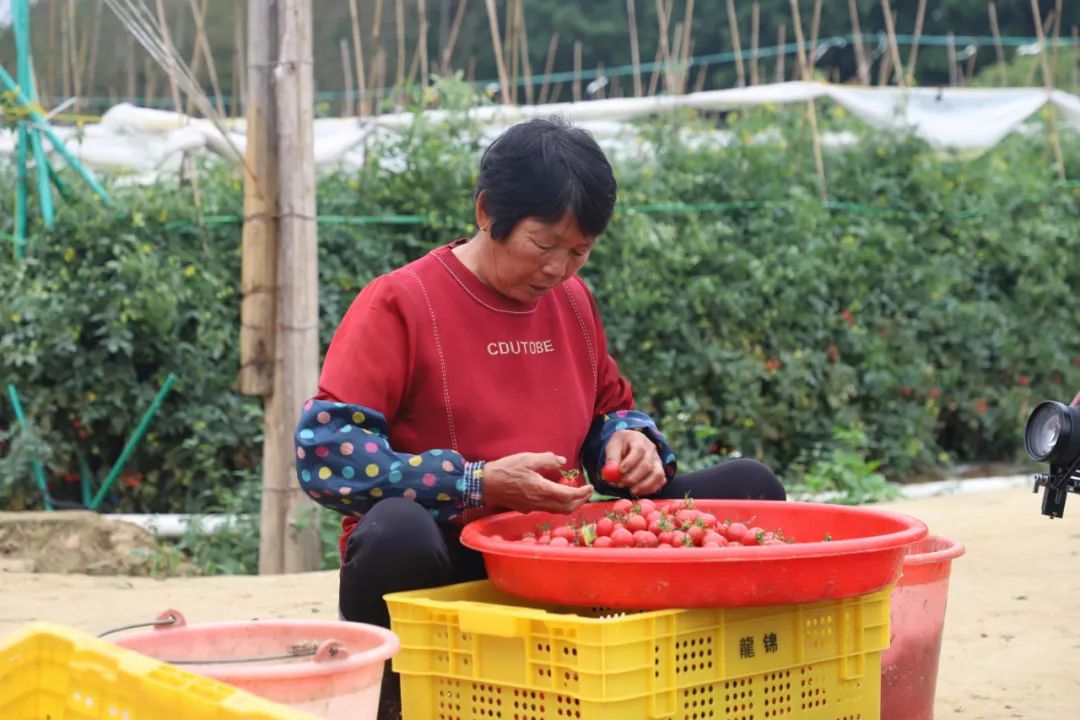 庭院种植致富项目_庭院种植收益_致富果庭院种植