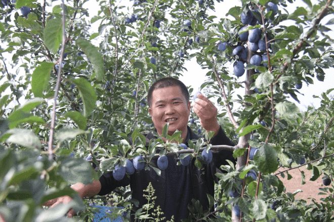 山西省农科院果树研究所优质栽培示范园 用“特、优”点亮果农致富之路