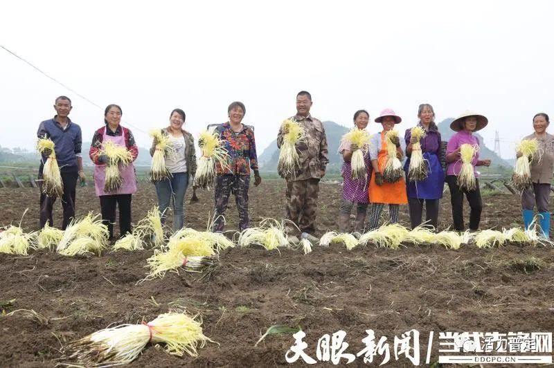 【韭黄产业系列报道之一】“一窝菜”如何养活几代人——探访中国韭黄第一村