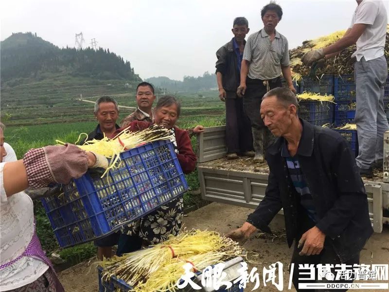 致富韭菜种植方法_致富经种植韭菜_致富经韭菜种植技术视频