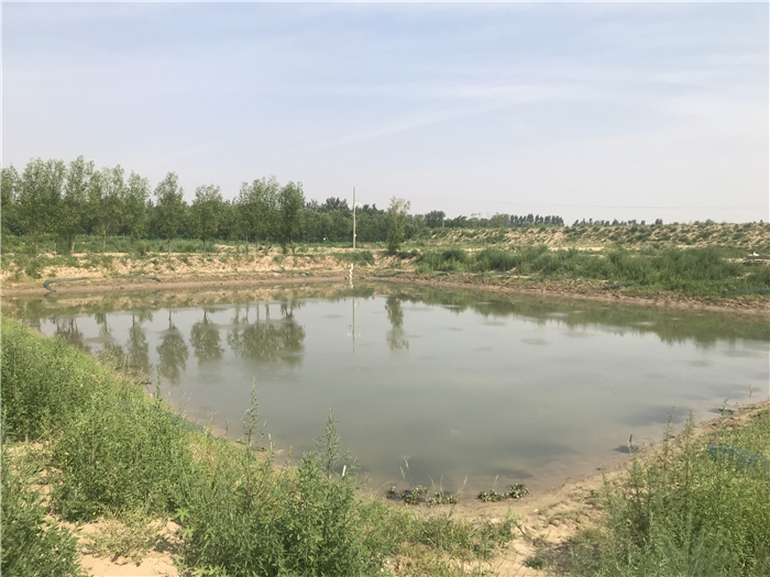 致富种植莲藕怎么样_致富种植莲藕图片_种植莲藕致富