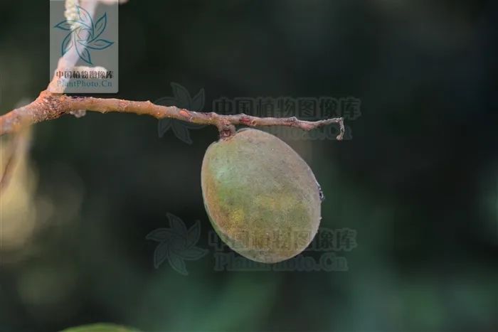 木绵花养殖技术_姚花春绵柔_海藻绵沾花