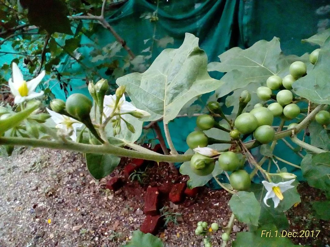 姚花春绵柔_海藻绵沾花_木绵花养殖技术