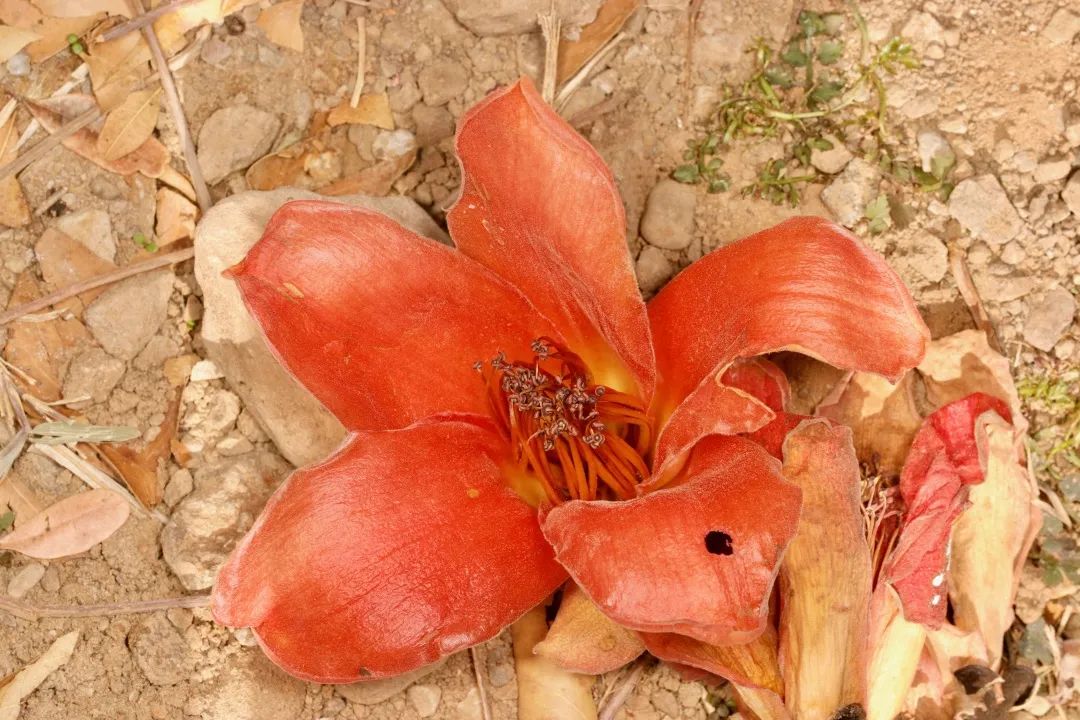 木绵花养殖技术_海藻绵沾花_姚花春绵柔