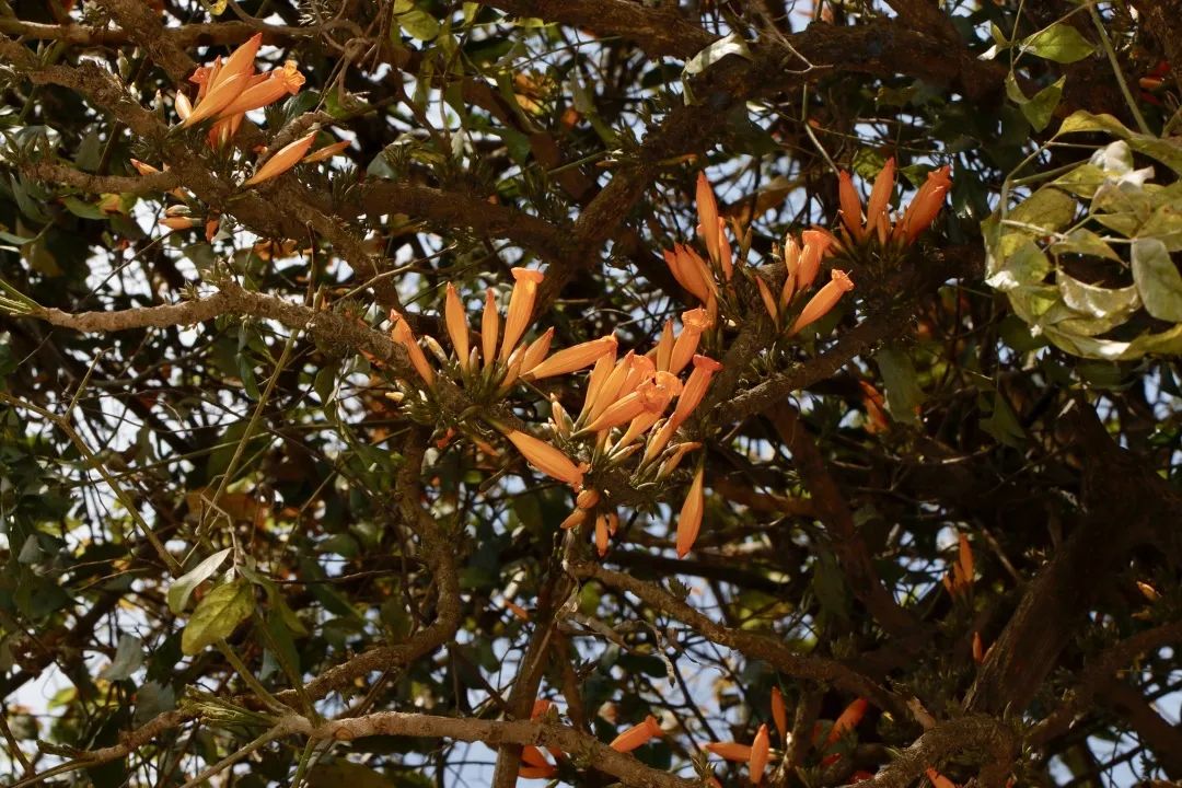 姚花春绵柔_海藻绵沾花_木绵花养殖技术