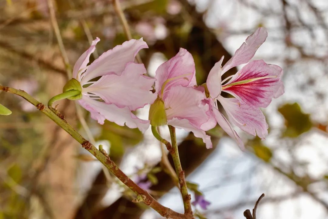 姚花春绵柔_木绵花养殖技术_海藻绵沾花