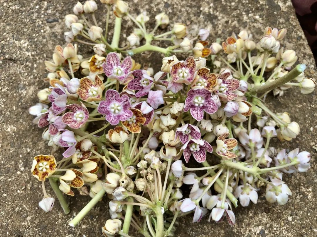 海藻绵沾花_木绵花养殖技术_姚花春绵柔