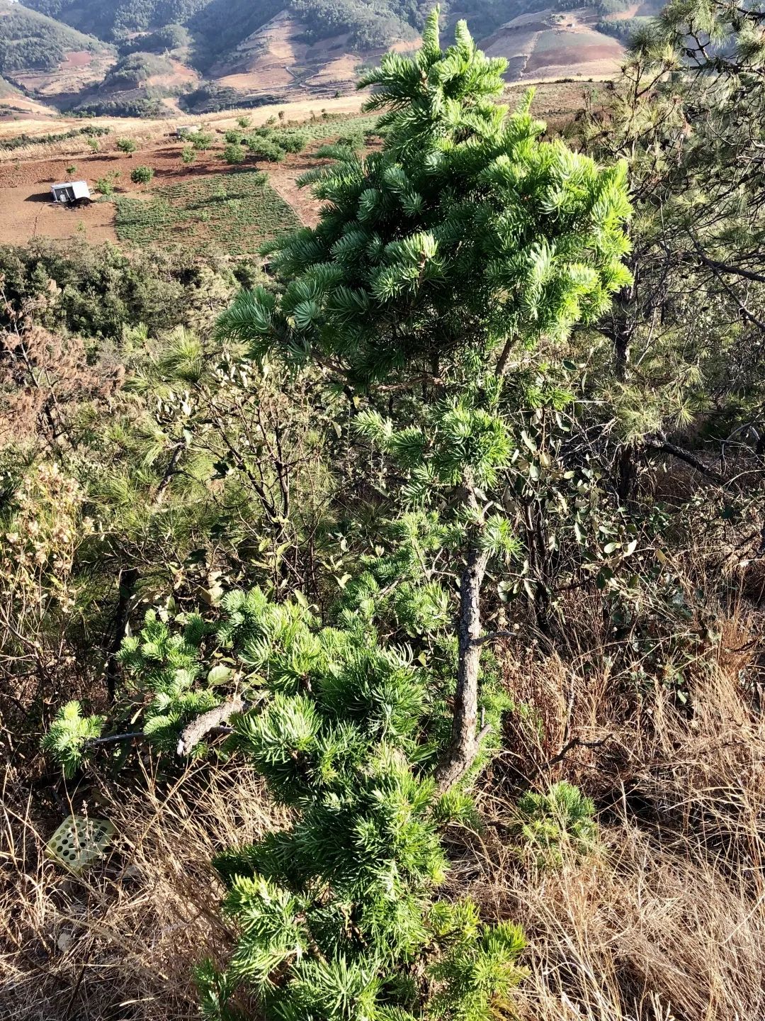 姚花春绵柔_木绵花养殖技术_海藻绵沾花