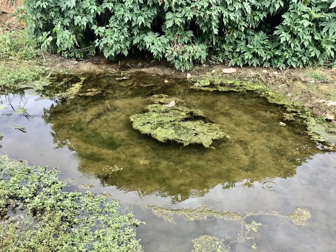 海藻绵沾花_姚花春绵柔_木绵花养殖技术