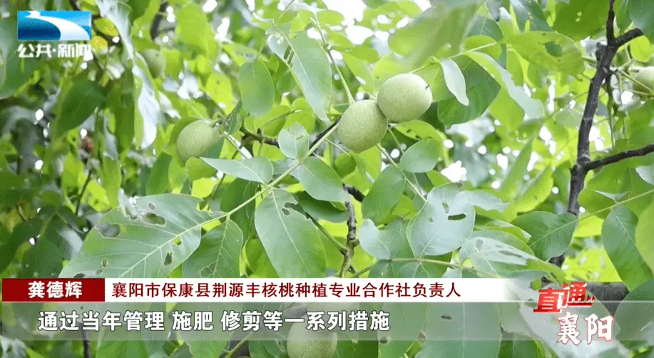 庭院种植水果_致富果庭院种植_庭院种植收益