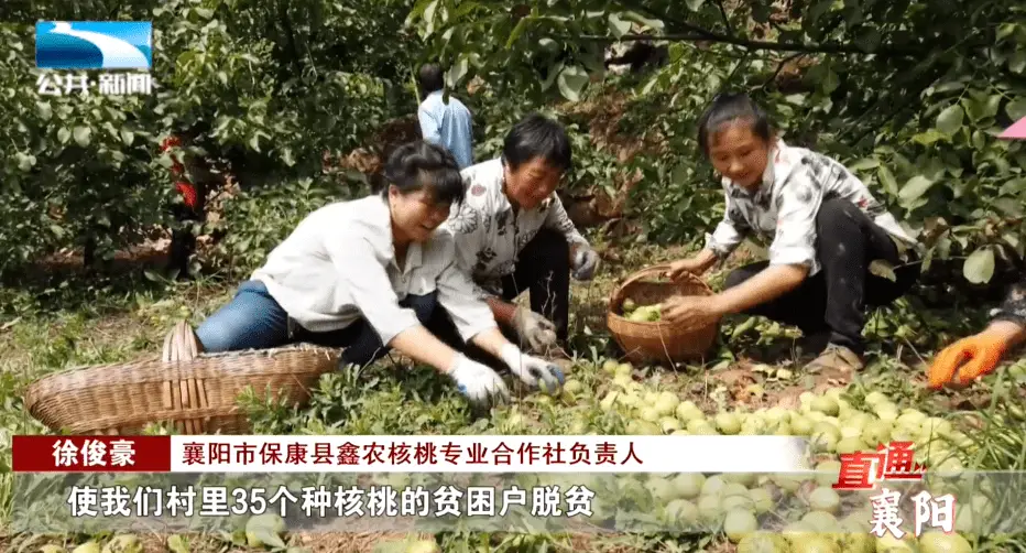 庭院种植水果_庭院种植收益_致富果庭院种植