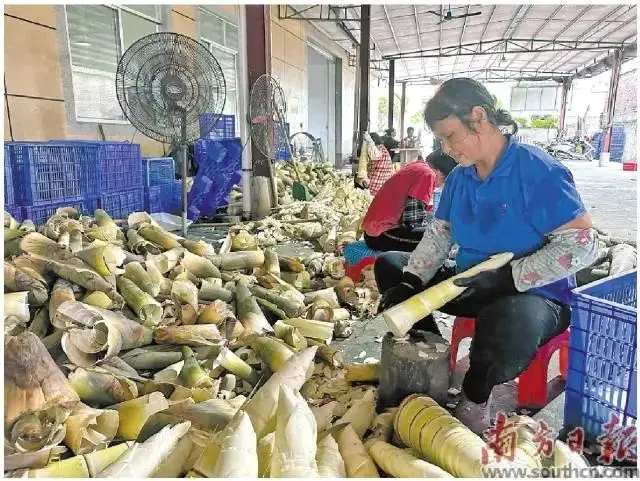 小竹笋种植新技术_笋竹种植技术新小结_竹笋如何种植技术