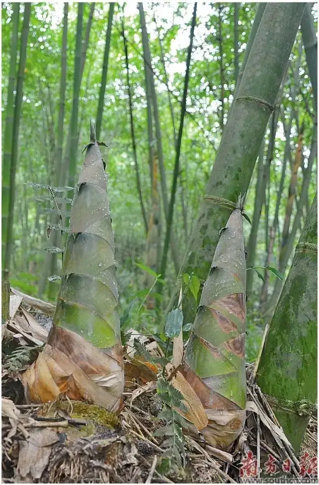 笋竹种植技术新小结_竹笋如何种植技术_小竹笋种植新技术