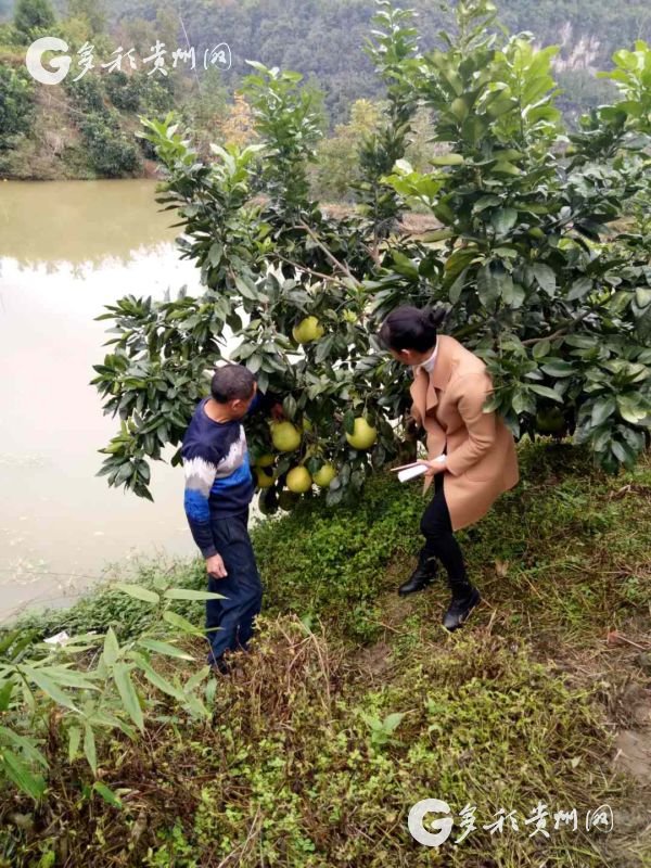 种植红心袖致富_泗洪风力发电2020年_俄罗斯地址英文